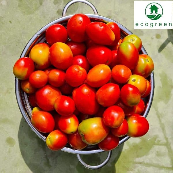 Tomato drying