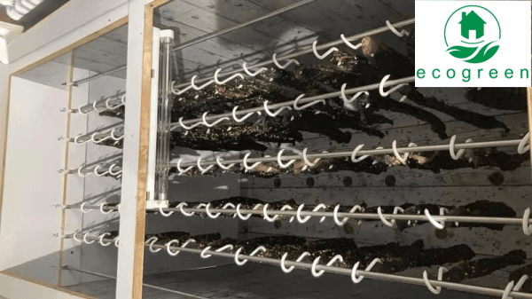 Meat Drying