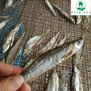Fish Drying
