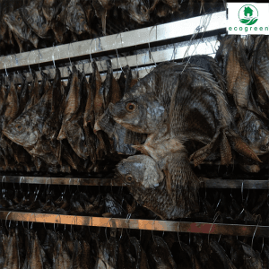 Fish Drying