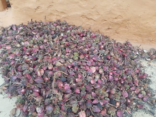 Alaichi Drying