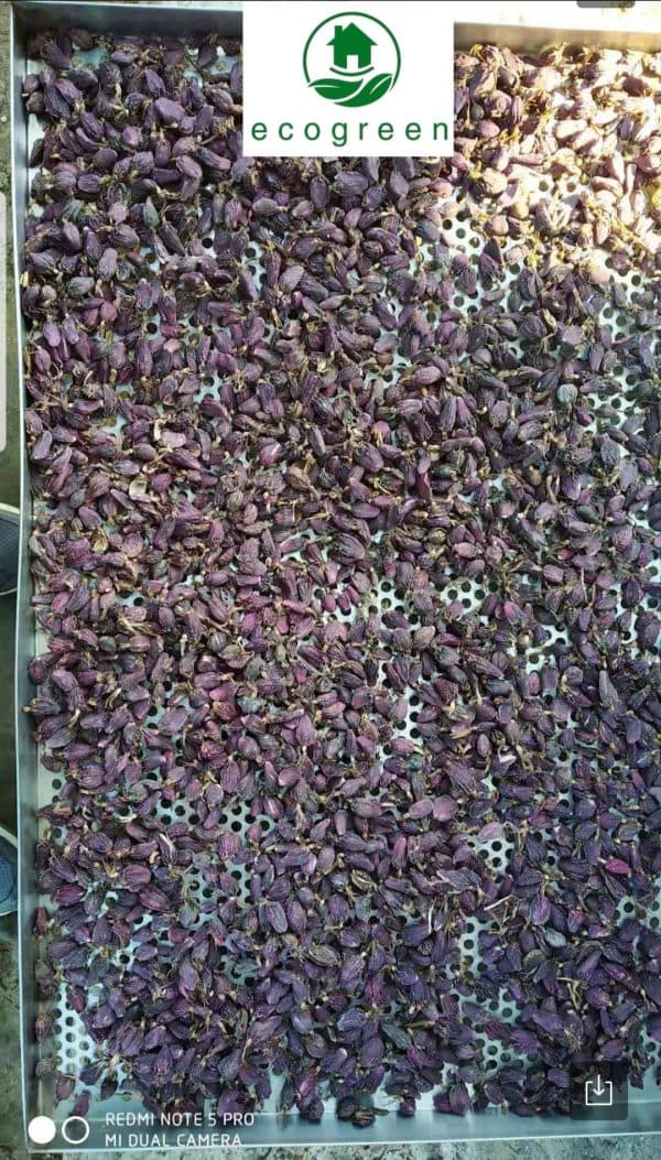 Alaichi Drying